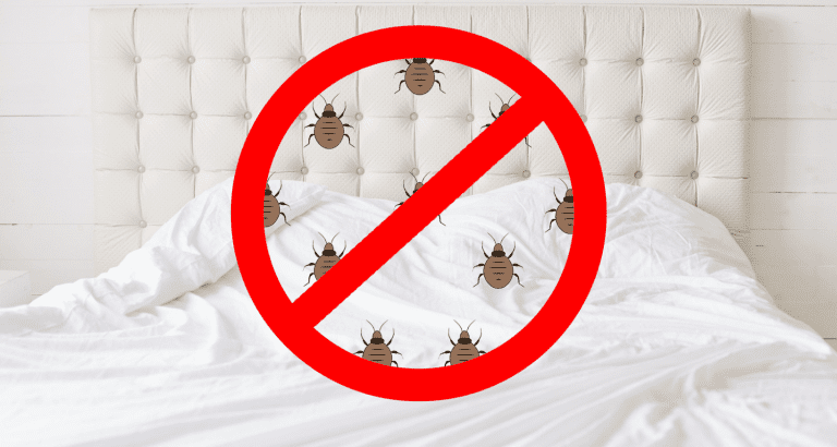 Bed Bugs Hotel Refund: A Comprehensive Guide