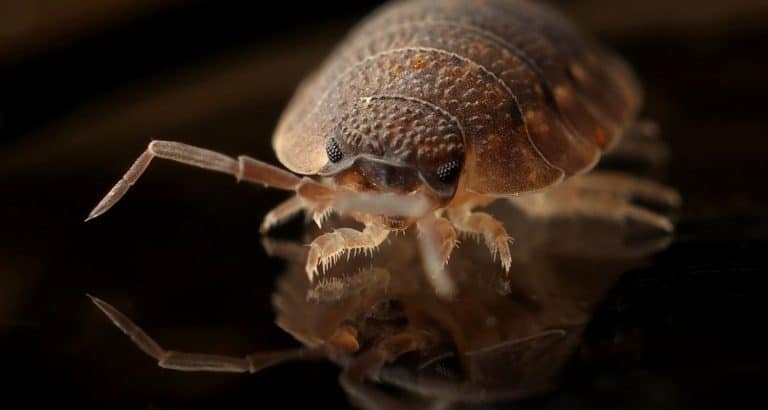 How Common Are Bedbugs in Hotels?