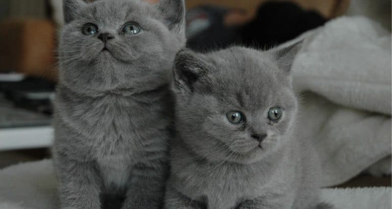 Do Hotels Allow Cats? A Comprehensive Guide for Cat Owners