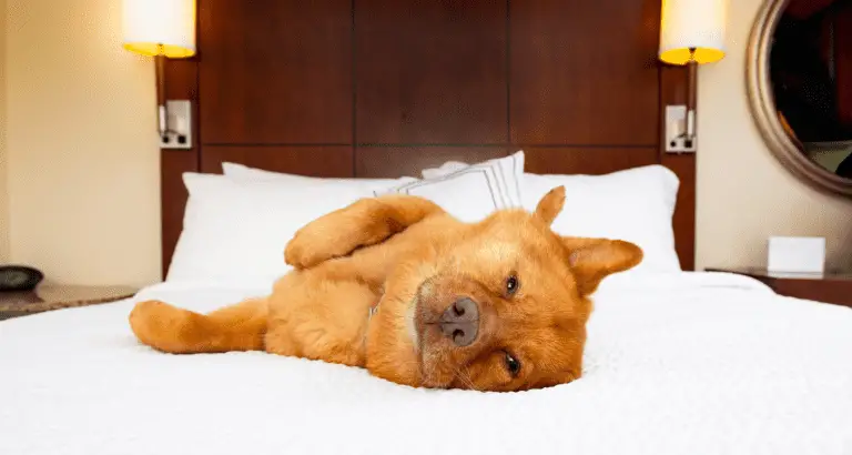 Can a Hotel Charge for a Service Dog?